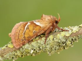 Hepialidae