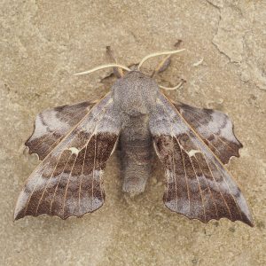69.003 Poplar Hawk-moth