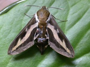 69.014 Bedstraw Hawk-moth