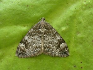 70.097 Common Marbled Carpet