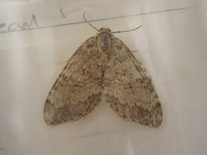 70.107 November Moth