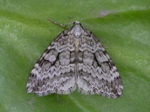 70.110 Small Autumnal Moth
