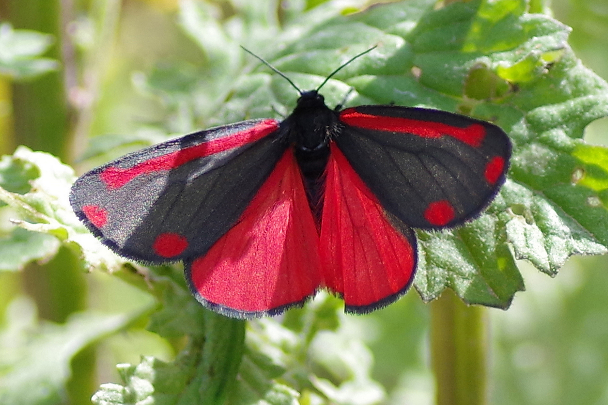 72 031 Cinnabar Tyria Jacobaeae Dumfries Galloway Moths 72 031 Cinnabar Tyria Jacobaeae Dumfries Galloway Moths