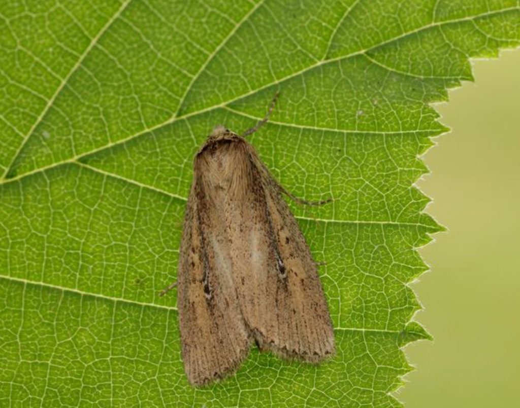 Brown-veined Wainscot © Iain Leach