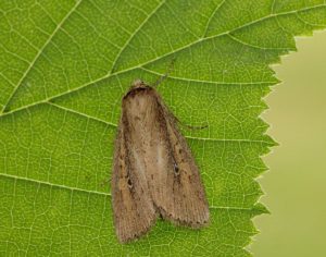 Brown-veined Wainscot © Iain Leach