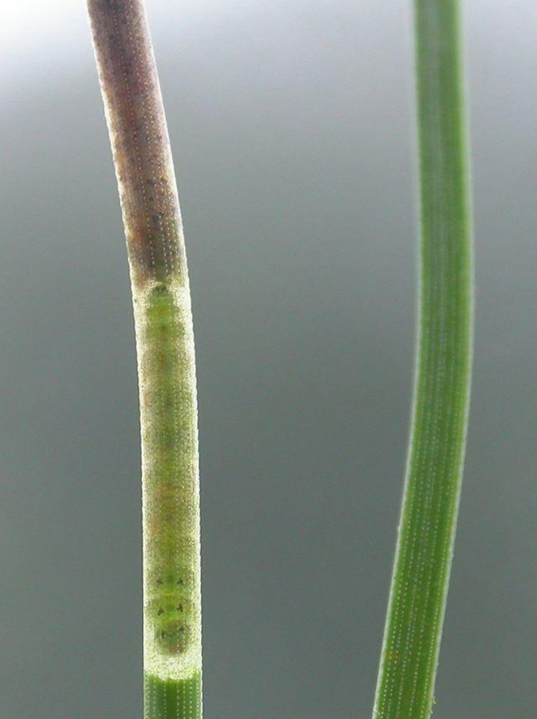 Cedestris subfasciella caterpillar in Scots Pine needle ©Ben Smart