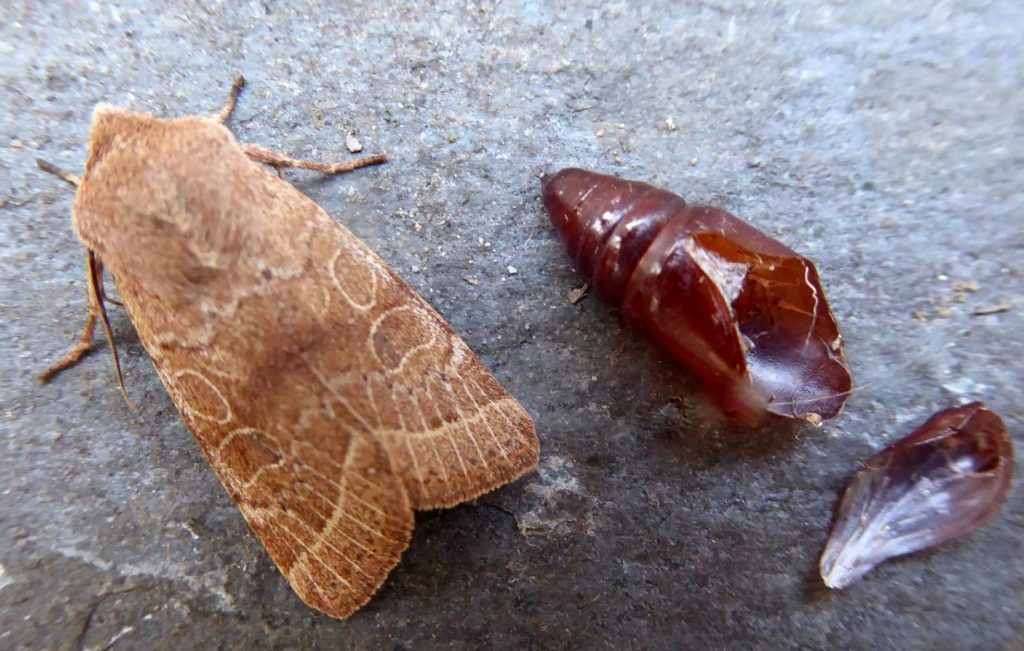 Common Quaker ©Steve Riddell