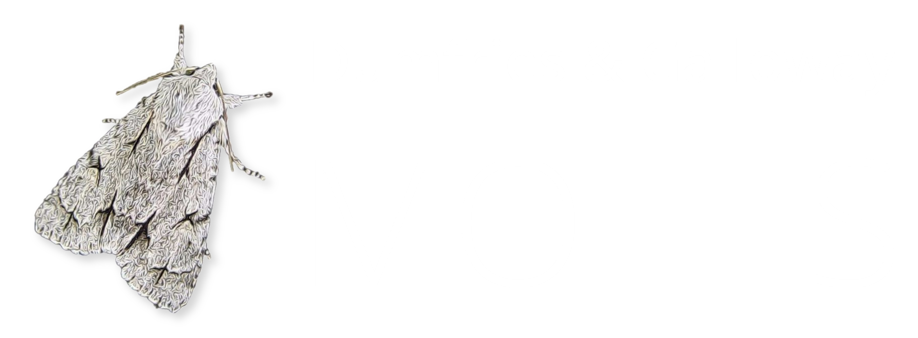 Dumfries & Galloway Moths