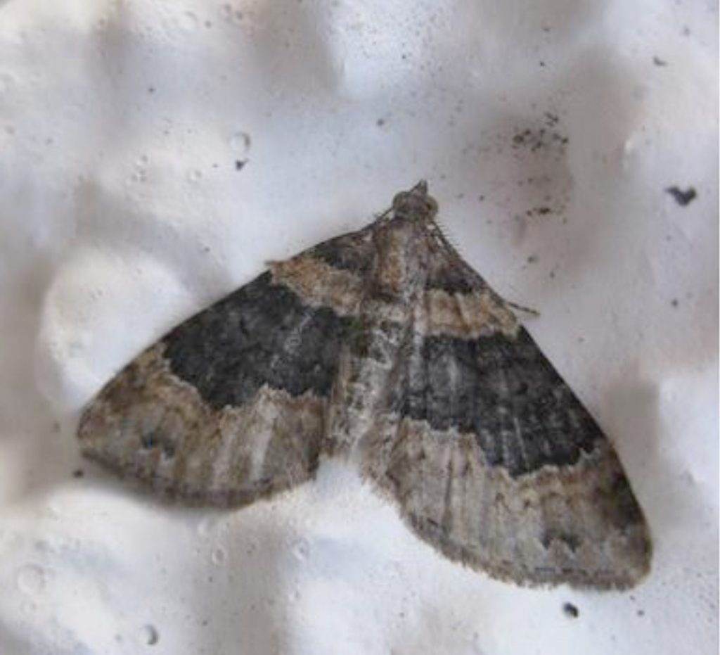 Dark-barred Twin-spot Carpet ©Deirdre Holding