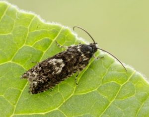 Early Oak Piercer Pammene giganteana ©Iain Leach