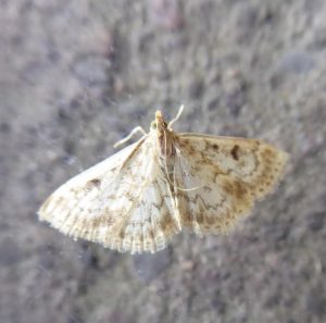 Fenland Pearl Anania perlucidalis ©Rowena Flavelle