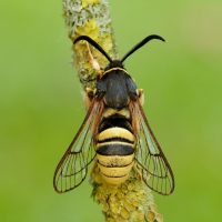 Lunar Hornet Moth ©Iain Leach