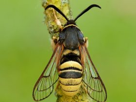 Sesiidae