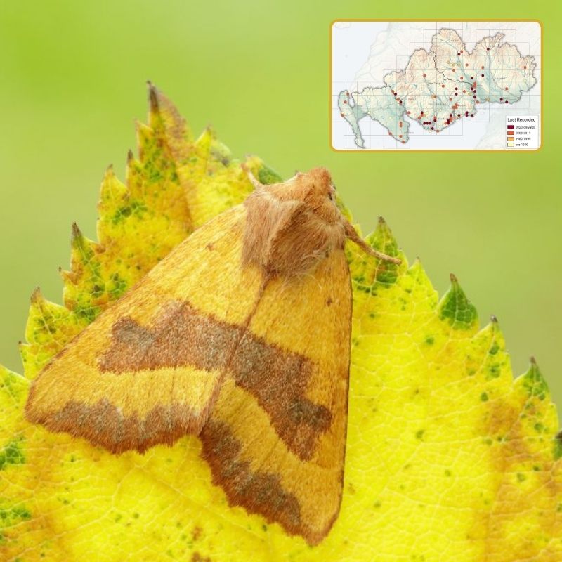 Centre-barred Sallow Moth And Map