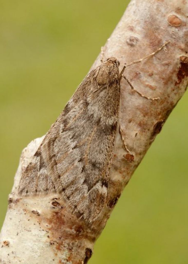 March Moth ©Iain Leach