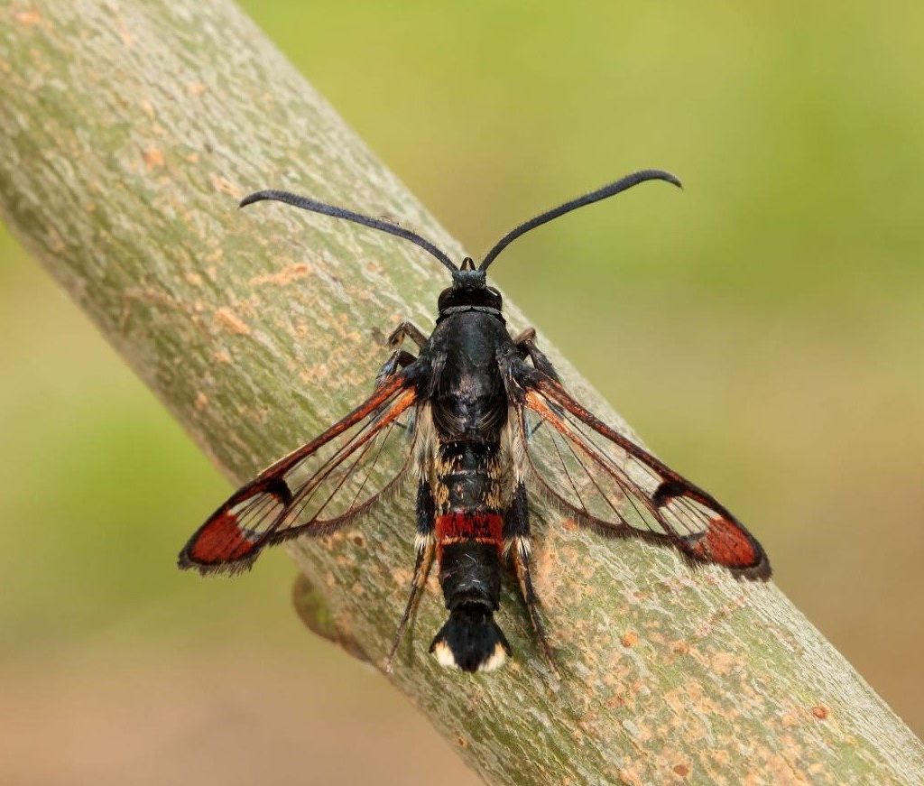 Red-tipped Clearwing Synanthedon formicaeformis ©Iain Leach