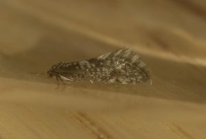 Scarce Bagworm Bankesia consurcatella ©Richard Mearns