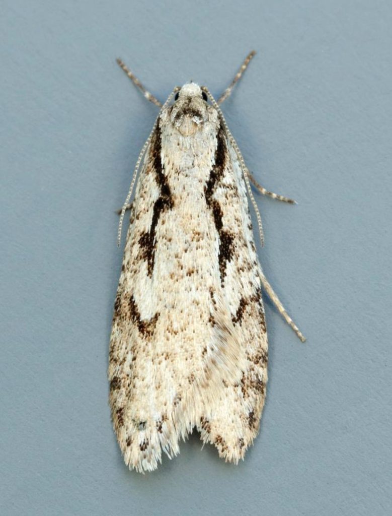 Early Flat-body Semioscopis avellanella ©Iain Leach