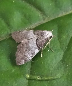 Short-cloaked Moth ©Peter Norman