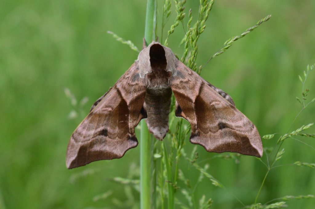 The Eyed Hawk-moth Smerinthus ocellata ©Alastair Sommerville