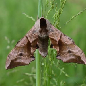 The Eyed Hawk-moth Smerinthus Ocellata ©Alastair Sommerville