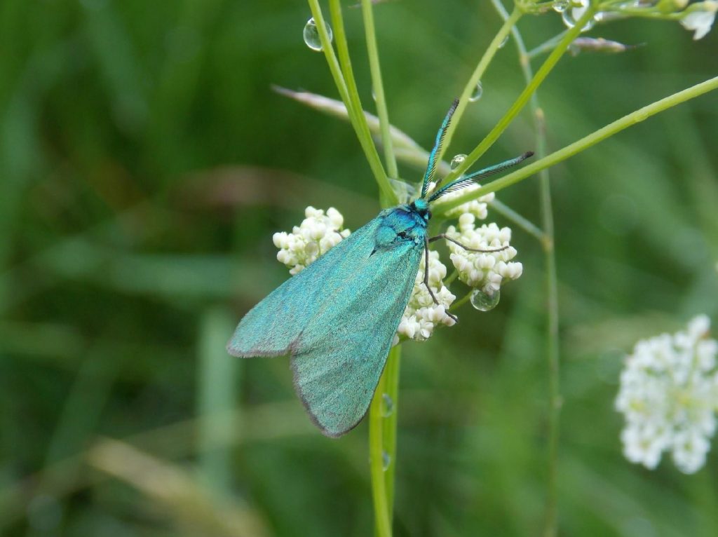 The Forester moth - ©Buzz Clark