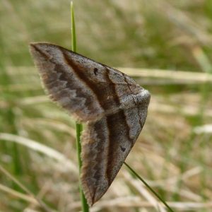 Lead Belle Scotopteryx Mucronate ©Alan Rodda