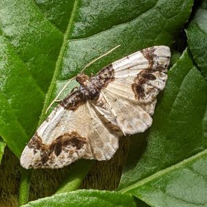 The Scorched Carpet Ligdia adustata ©Peter Norman