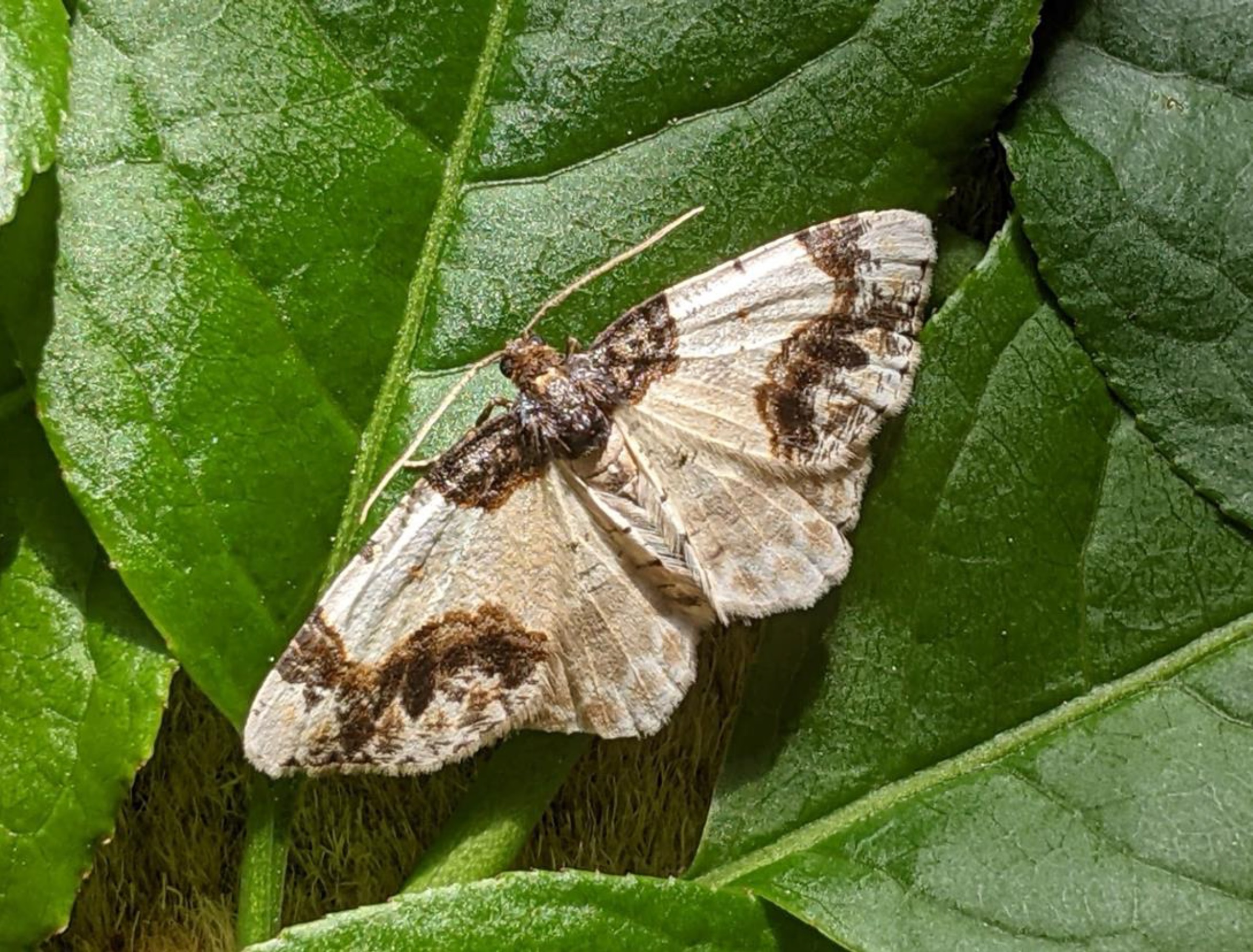The Scorched Carpet Ligdia Adustata ©Peter Norman