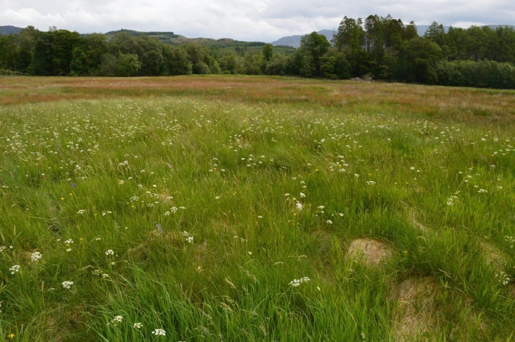 Unimproved grassland, Glentrool ©Buzz Clark Grassy knoll with Pignut flowering amongst grasses with rushy wet ground beyond.