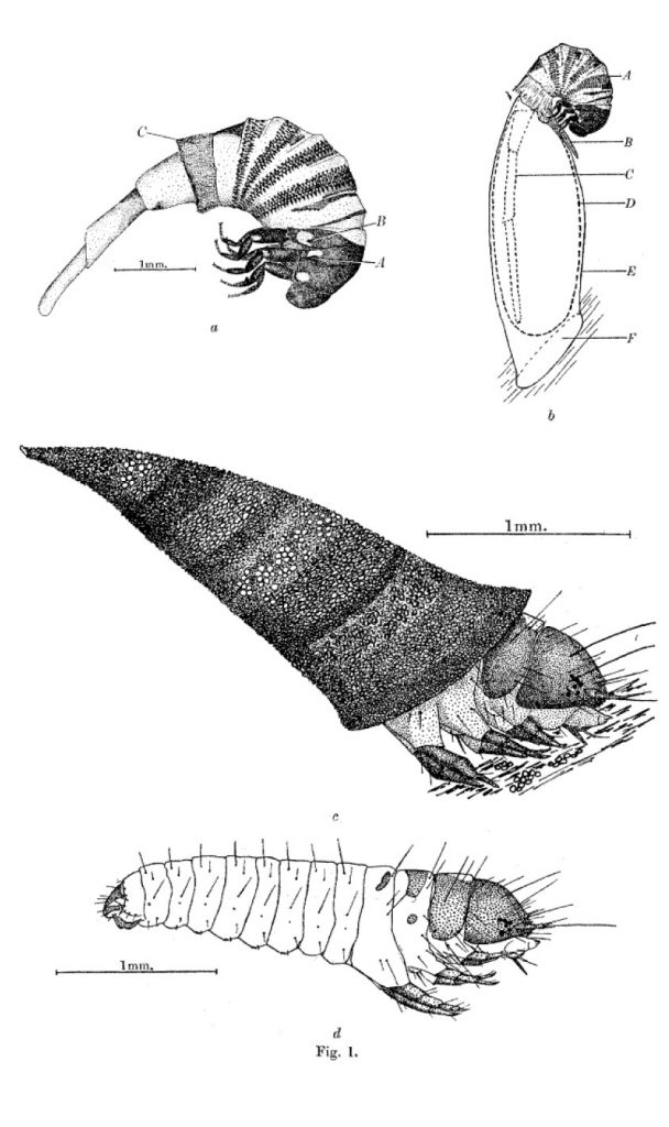 Virgin Bagworm larvae illustrations
